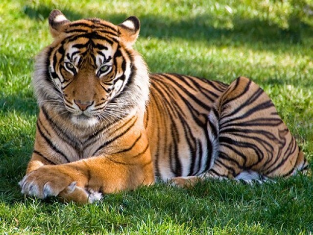 Tigre