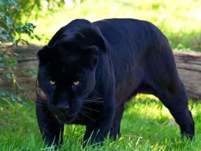 Pantera negra