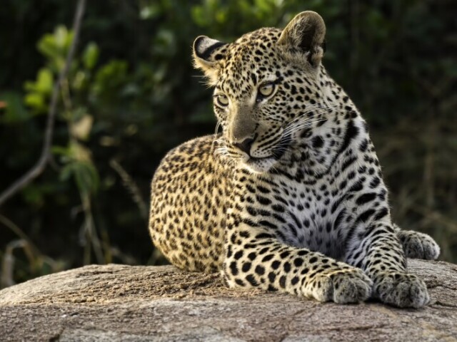 Leopardo