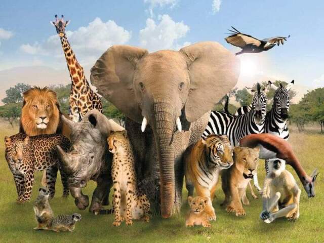 Que espécie de animal existe dentro de você?