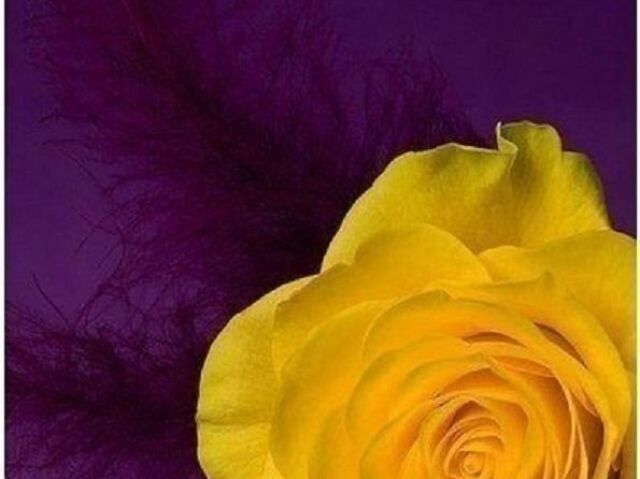 Roxo e amarelo