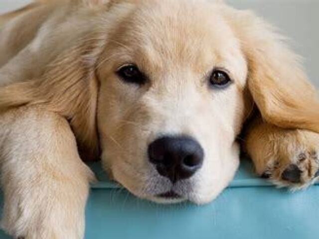 Cachorro!