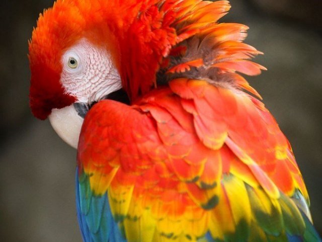 Arara!