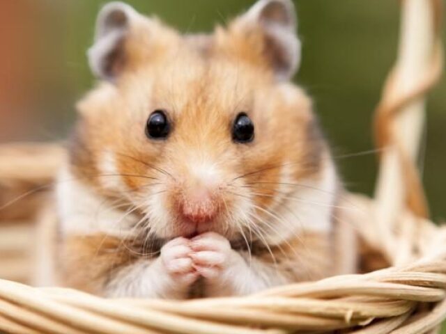 Hamster