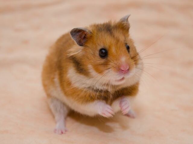 hamster