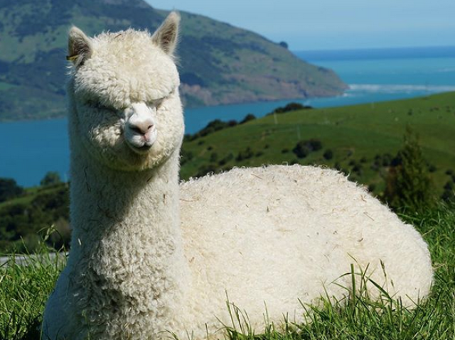 Alpaca