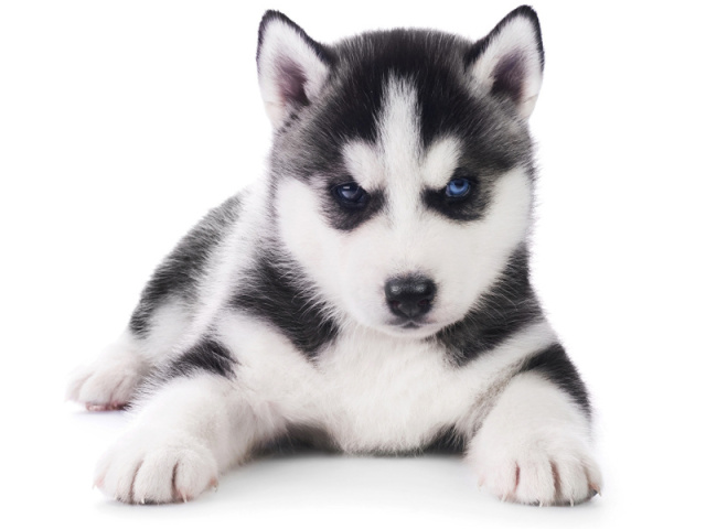 Husky Siberiano