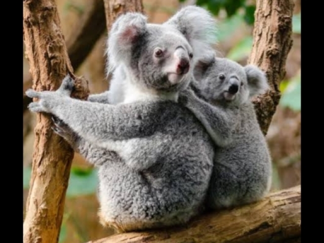 Koala