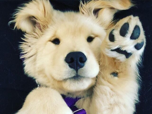 Filhote de Golden