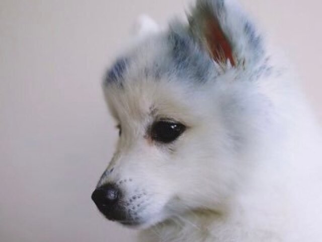 Filhote de Husky
