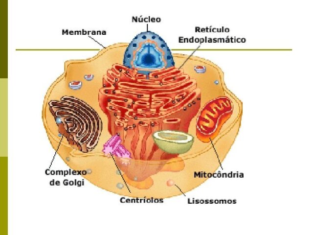 A célula é a menor parte dos seres vivos com forma e função definidas, por essa razão denominamos isso de unidade estrutural dos seres vivos. Já a Unidade Funcional são determinadas funções de cada organela, a nutrição, relacionamentos e reprodução. Espero ter ajudado---A célula é a unidade estrutural, pois ela compõe todos os tecidos e órgãos dos seres vivos, além de ser também a unidade funcional por realizar todas as funções e genética por conter o material genético.