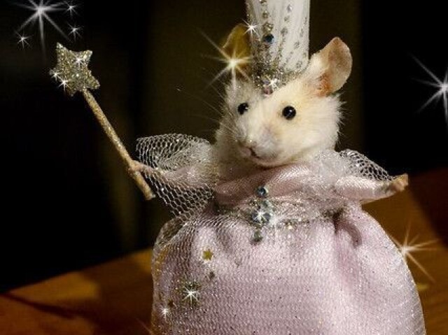 Princesa rato