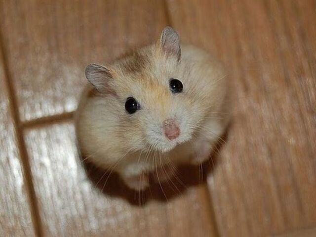 Hamster