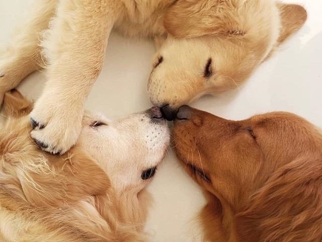 Que tipo de dono você é? (cachorros)