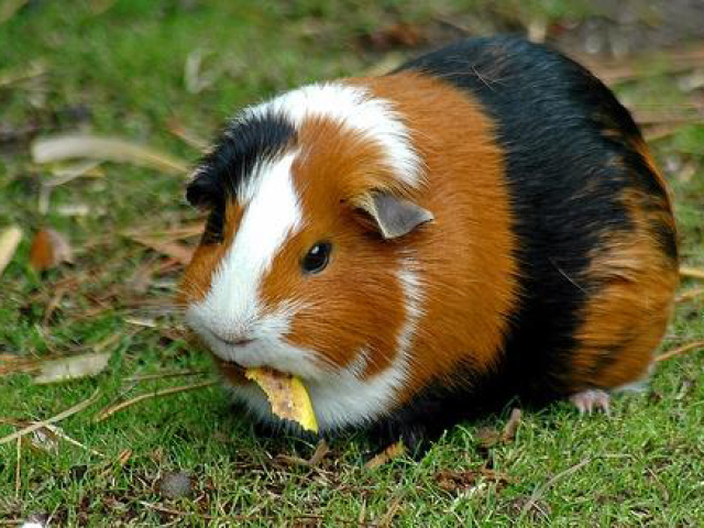 Hamster/Porquinho da índia