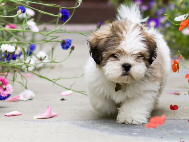 Lhasa Apso - são muito carinhosos e leais, ótimos cães de companhia