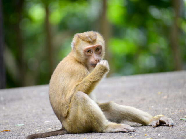 Macacos.