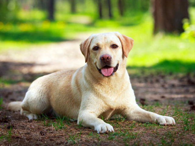 labrador - são dóceis, brincalhões e se dão muito bem com crianças