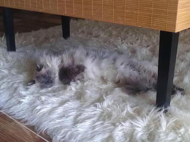 Camuflagem