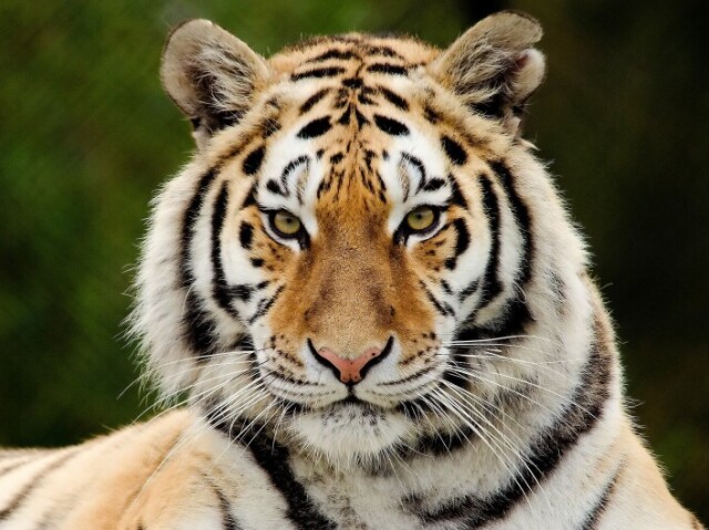 Tigre