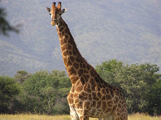 Girafa