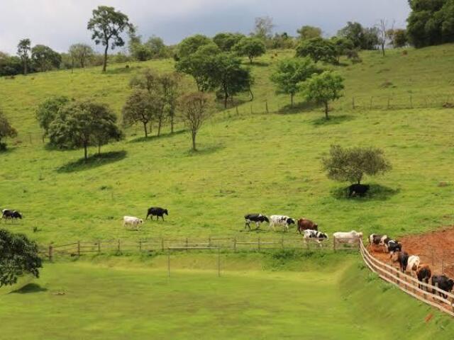 Fazenda/roça