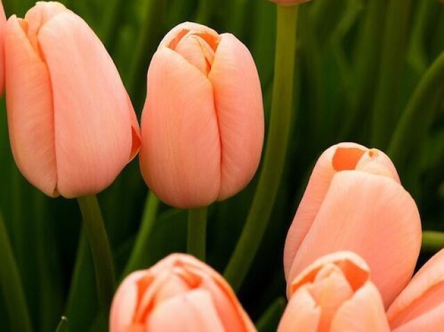 Tulipas!