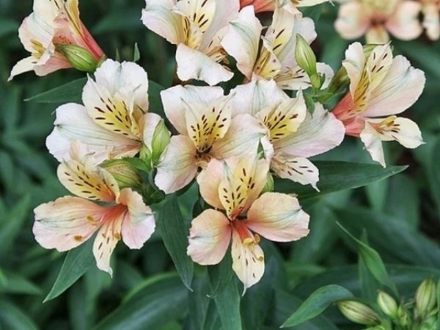 Alstroemerias, que significa amizade, lealdade e felicidade plena