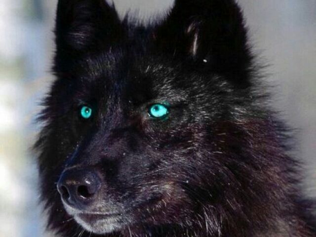 lobo