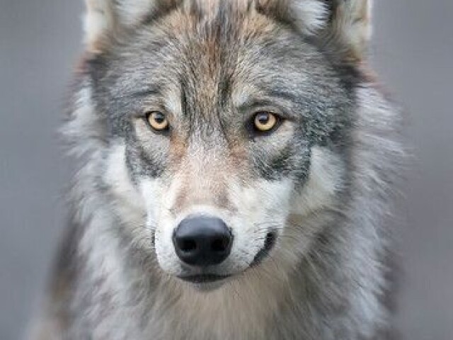 Lobo