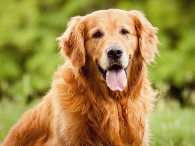 Golden retriver