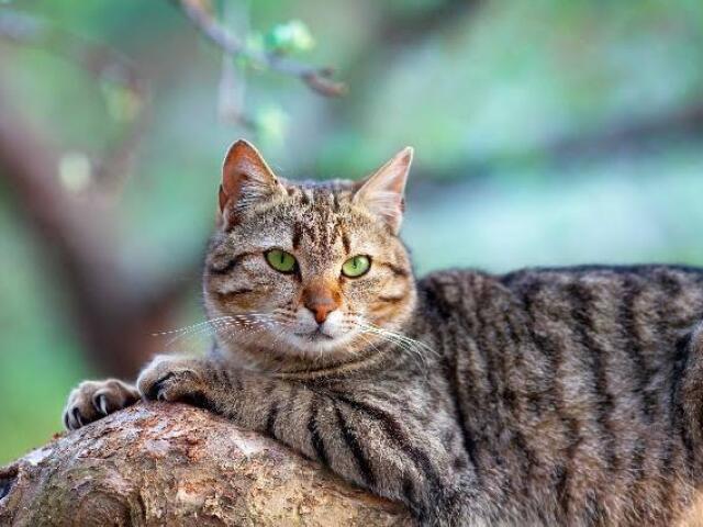 Vira lata gato * eu prefiro adotar um gatinho *