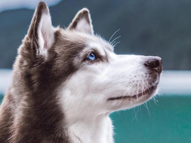 Husky