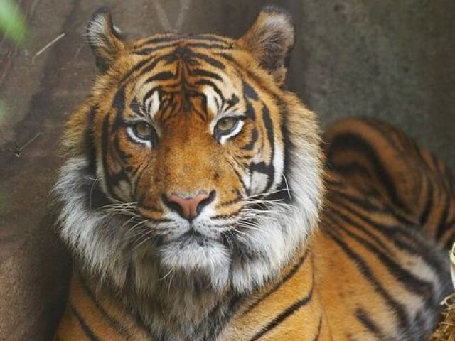 Tigre