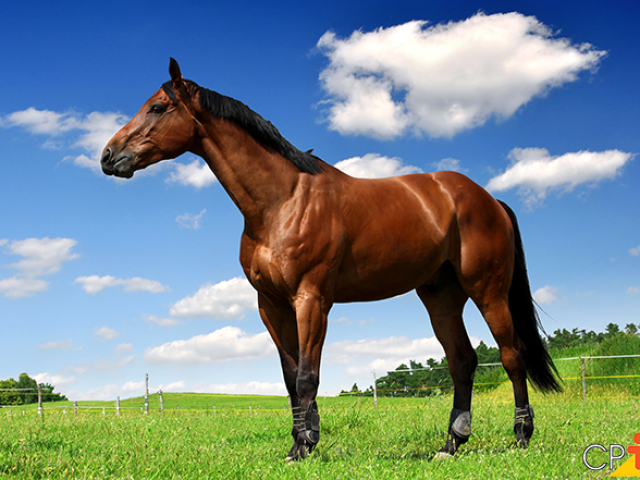 O cavalo ele estava com cosera