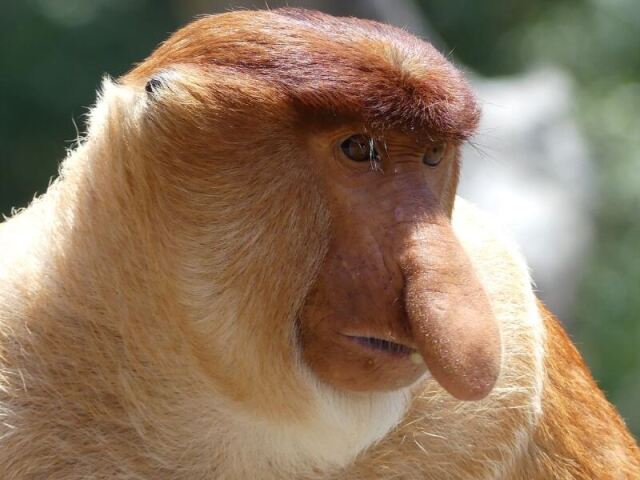 Big nose monkey