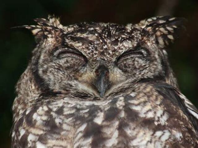 Sleepy Owl