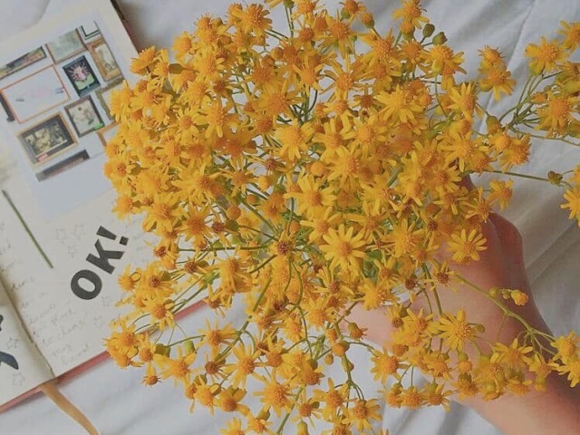 Amarelo 🍯