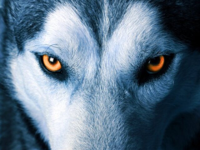 Parabéns! você é um lobo da lua