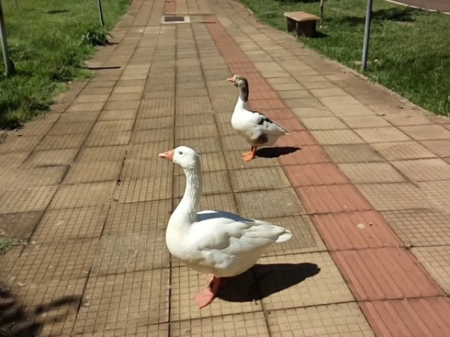 Gansos da UFSCar