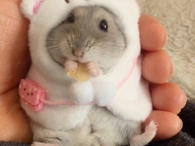 Hamster