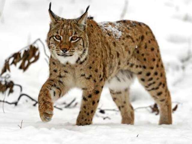 Lince