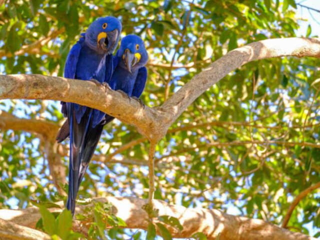 Arara azul