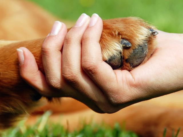 Eu, e meu pet!