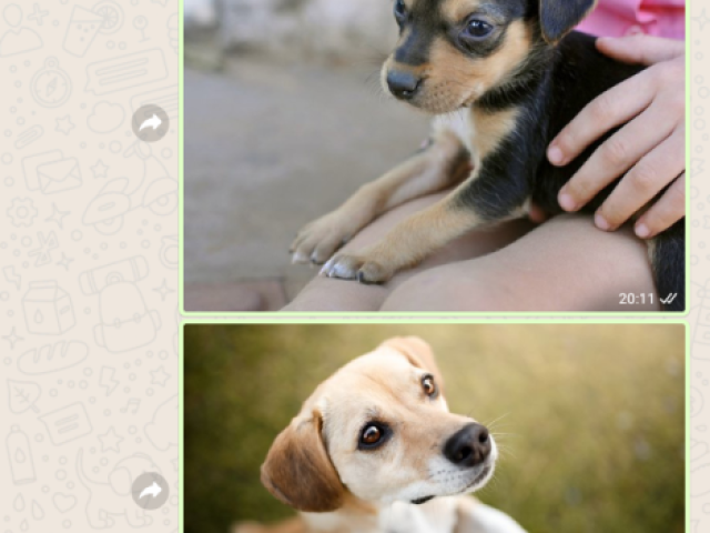 Usando criatividade qualquer um consegue😇🤭
Sim eu mandei essas duas msg em um dos zap dos meus contatos para botar no quiz🤭