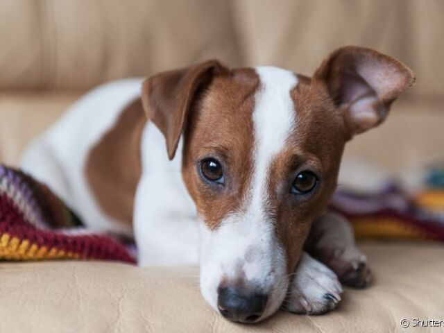 Jack russel terrier