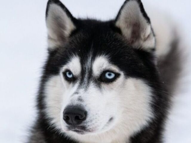 Husky siberiano