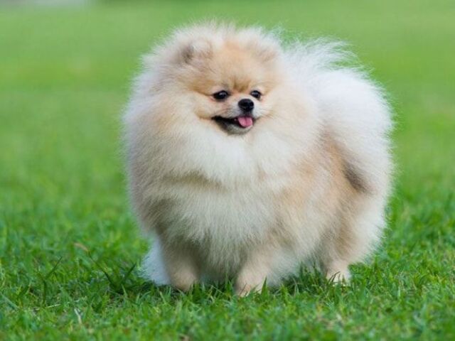 Lulu da Pomerania