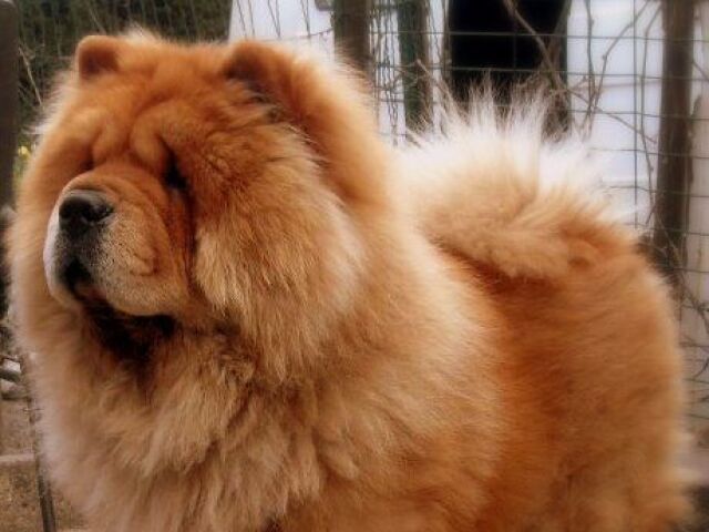 Chow-Chow