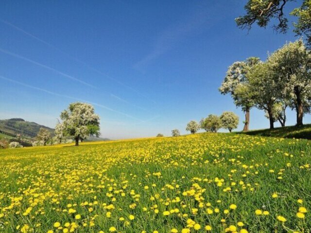 primavera